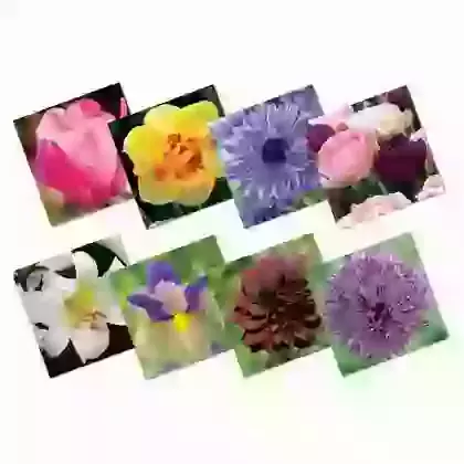 Greeting Cards